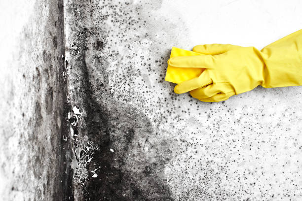 Best Attic Mold Removal  in Aspen Hill, MD