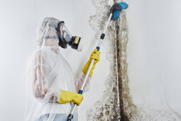 Best Certified Mold Removal  in Aspen Hill, MD