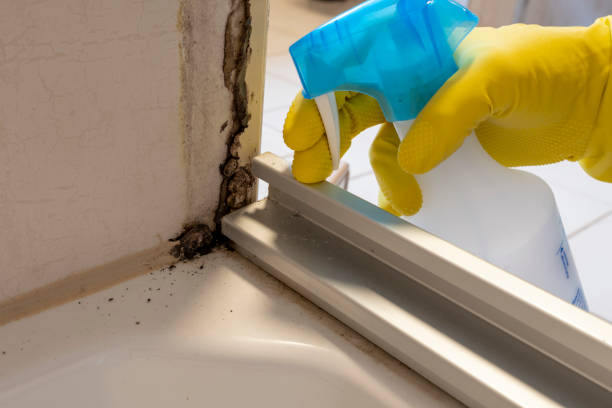 Best Certified Mold Removal  in Aspen Hill, MD