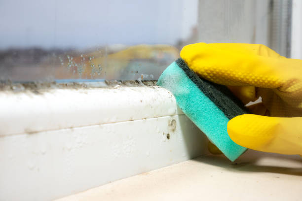 Best Mold Remediation  in Aspen Hill, MD
