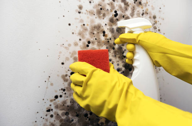 Best Mold Cleaning Services  in Aspen Hill, MD