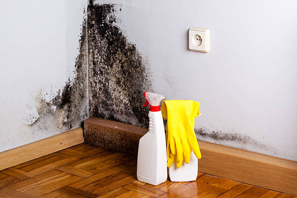  Aspen Hill, MD Mold Removal Pros